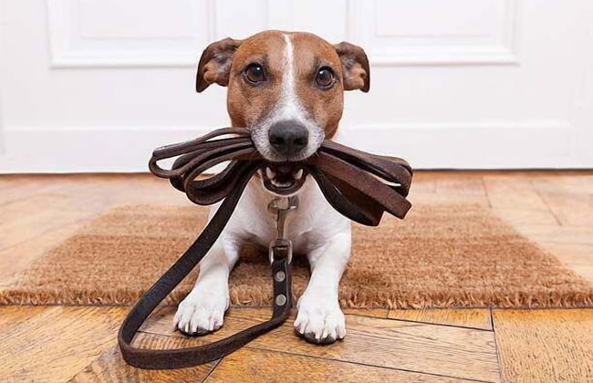 Granada Mesa - Photo 7