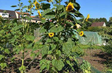 NEW Spacious House with large garden - Foto 67