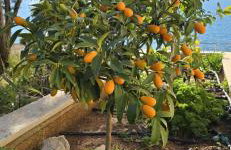 Villa Ružmarin - Foto 43