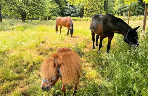 Wohlfühloase - Moderne Ferienwohnung mit großem eingezäuntem Garten in Alleinlage an Feld & Wald, Natur pur trifft auf Komfort, Wellness und gute Erholung - Foto 48