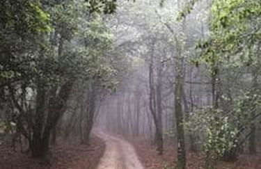 Agriturismo Poggio ai Legni - Foto 17