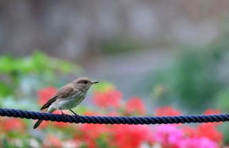 Casa del Mare - Oasi verde a soli 100m dal mare! - Foto 18