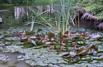 Ogród Shinrin Yoku Odpoczynek w Lesie - Foto 13