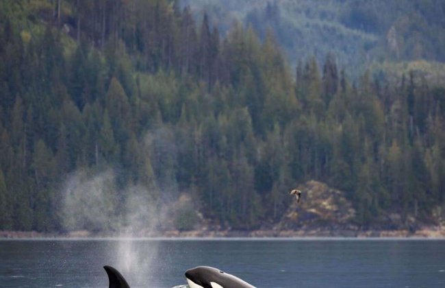 Full Day Kayaking with Whales Tour - Foto 6