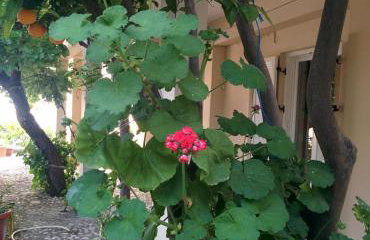 Varagoulis Giannis & Lenas Apartments - Foto 24