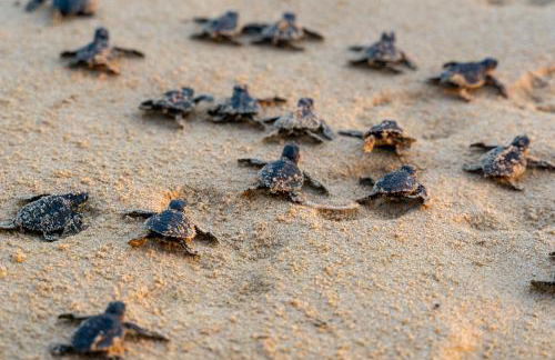 1155 Summer Wind Ln - Photo 52