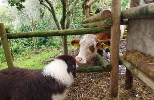 Il Gufo e l' Allodola - Foto 35