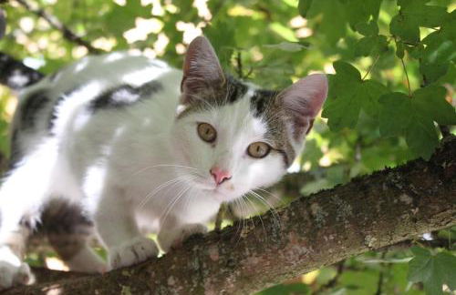 Ferienhof Aiginger - Foto 9