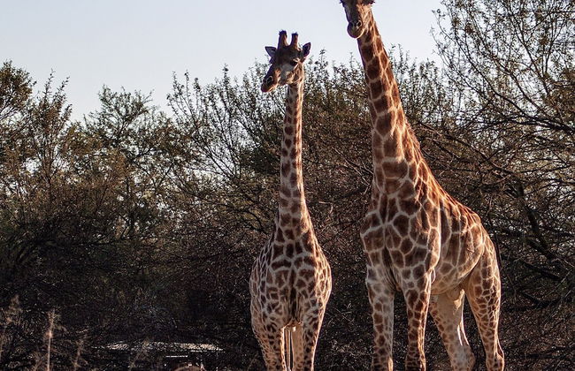 Waterberg Cottages - Foto 33