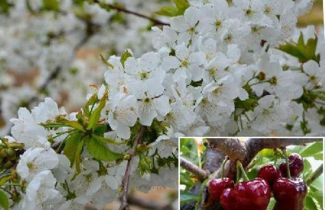 La Serrana de la Vera Casa Rural TR-CC-00366 - Foto 30