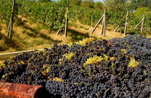 Agriturismo La Roverella - Foto 14