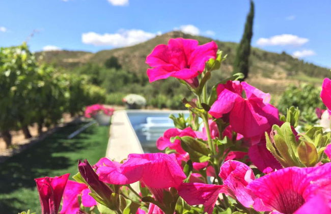 Visite du domaine viticole de Jilabá avec dégustation de vin - Photo 10