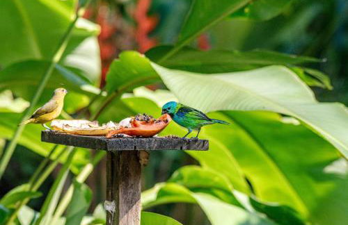 Casa dos Pássaros na areia a 20m da Praia da Baleia com 3 suítes e 1 dorm com ar condicionado, wifi, smart tv, cozinha completa e churrasqueira - Foto 59
