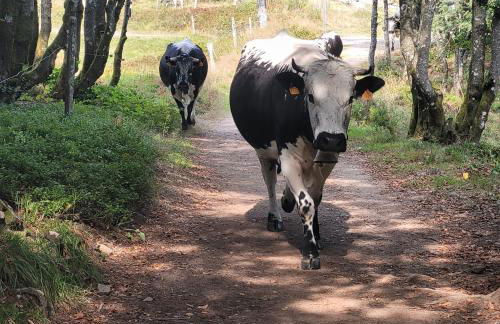 la Marcairie - Foto 42