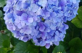 Condominio Vila Lila - Foto 48