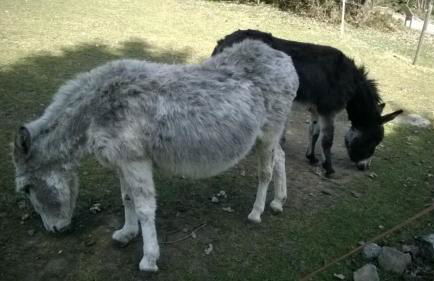 Haus Annemarie - Foto 27