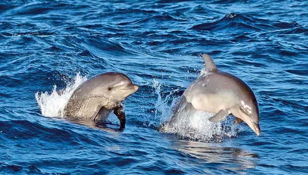 Experience a Sunrise with Dolphins - Early Morning Boat Tour - From Port d’Alcudia - Photo 4