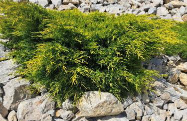 Villa Magnolia - Foto 52