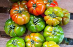 Agriturismo Osteria du Barba Pe' - Casa Miranda - Foto 14