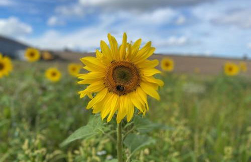 Riding Farm Cottages - Foto 72