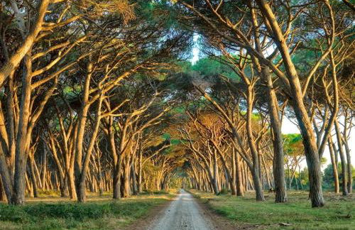 I Levrieri Venezia - Foto 51