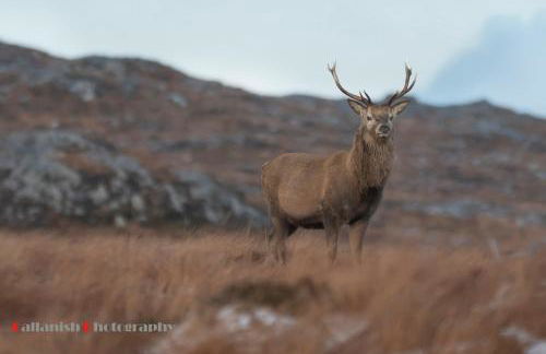 21 Callanish Luxury Pod - Photo 26