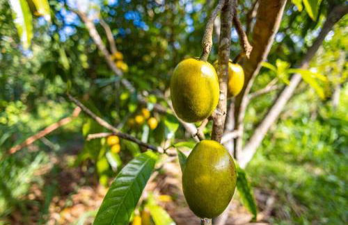 Waterfall House with Ocean Views in Haiku, Maui - Photo 42
