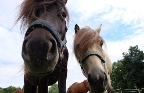 KrämersBug - Unterkunft für Familien mit kleinen Kindern - Foto 28