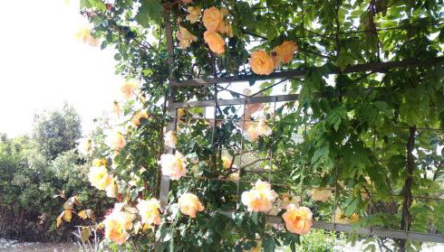 Apartments Marija - Foto 3