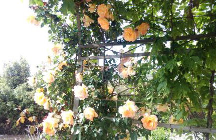 Apartments Marija - Photo 3