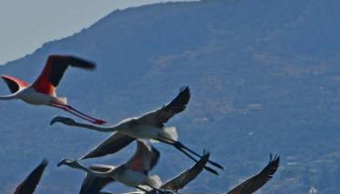 House with sea breeze-Anemelia - Foto 5