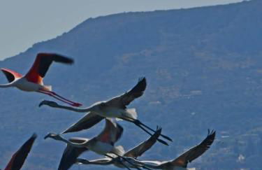 House with sea breeze-Anemelia - Photo 5