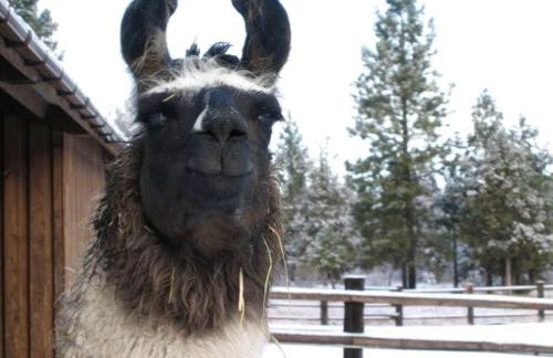 Peaceful Waterfront Log Cabin near Crater Lake National Forest, Oregon - Foto 11