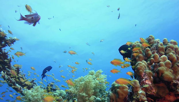 Tabarca Excursion + Snorkeling