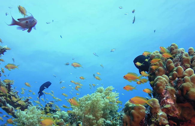 Tabarca Excursion + Snorkeling - Foto 8