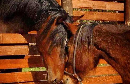 La Noce di Creta - Photo 25