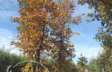 Ninho Bico-de-Lacre ~ o paraíso é a/na Terra - Foto 49