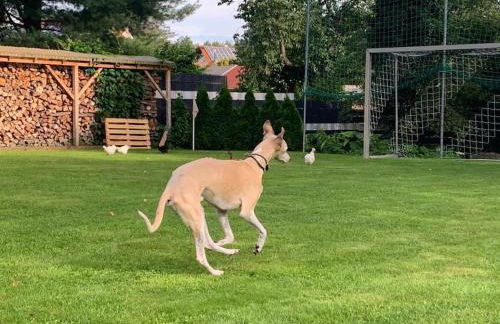 FeWo Hof-Idyll mit FassSauna / Spielplatz für Kids - Foto 9