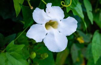 Casa familiar com piscina Penedo RJ - Foto 17
