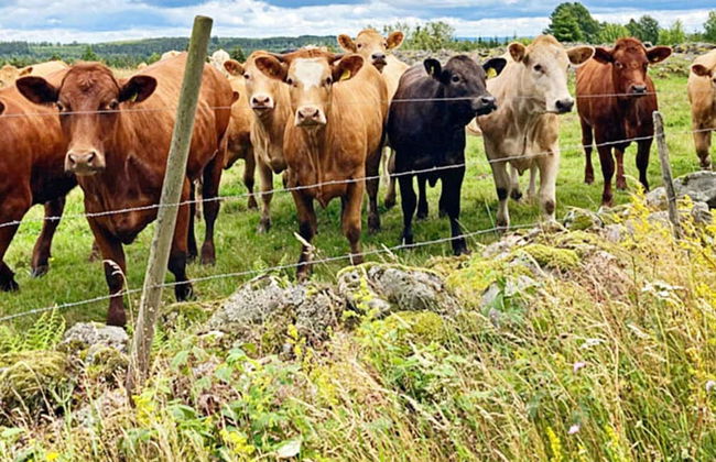 5 Person Holiday Home in Bodafors-by Traum - Foto 10