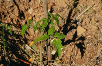 Βίλλα Φανούλα Villa Fanoula - Foto 69