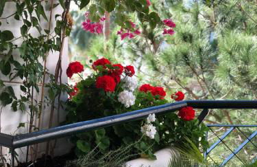 Mi Capricho - Photo 24