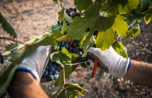 Cascina Nomade - Wine & Scenic Retreat - Foto 31