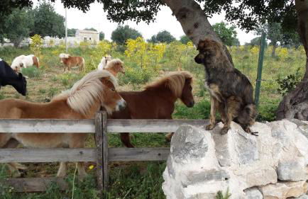 Masseria Boscorotondo - Foto 19