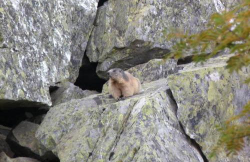 Appart 4-6 pers au pied des pistes - Val Louron - Foto 6