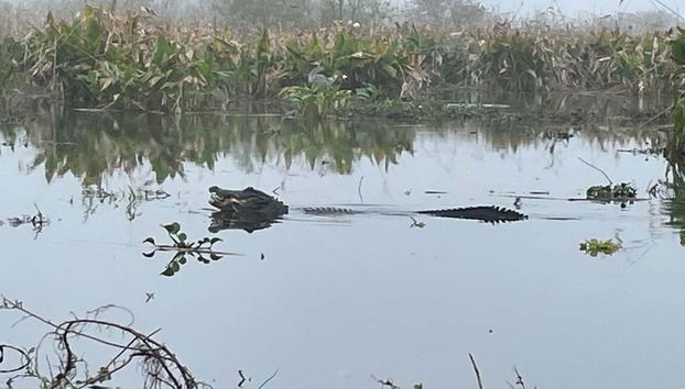 Wildlife in the Everglades