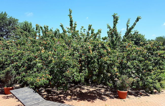 Azienda Agricola Sinisi - Foto 28