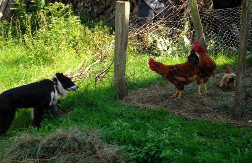 Anikuenea landa apartamentuak - Foto 31