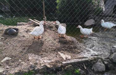 Tapada das Carvalhas - Foto 19