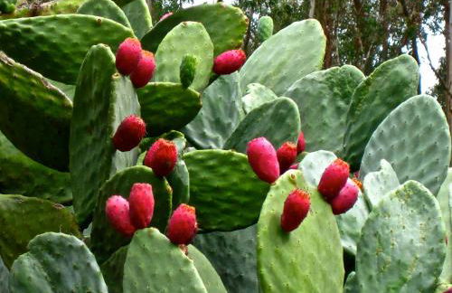 Agriturismo Bannata - Foto 94